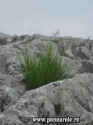 Lapiezuri