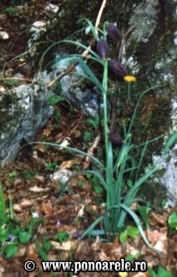 Lalea neagră