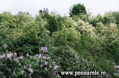 Pădurea de liliac