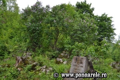Pădurea de liliac