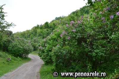 Pădurea de liliac