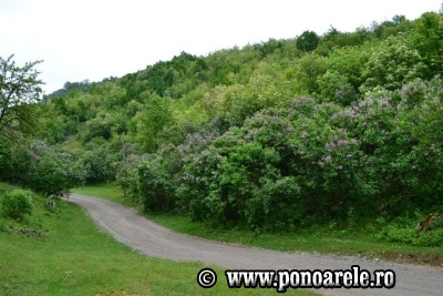 Pădurea de liliac