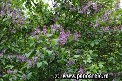 Pădurea de liliac