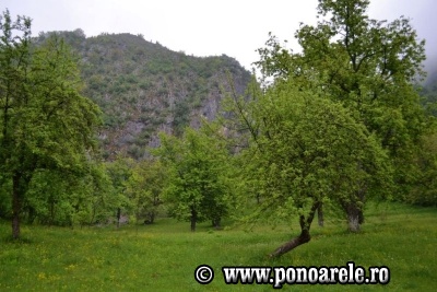 Steiul Ponorii
