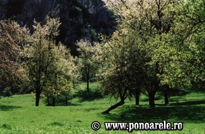 Steiul Ponorii