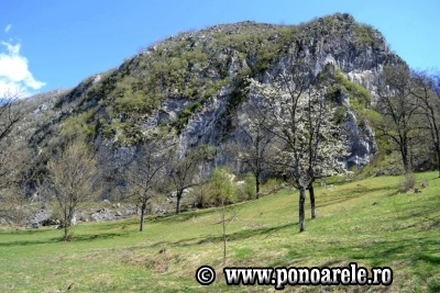 Steiul Ponorii