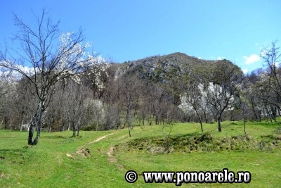 Steiul Ponorii