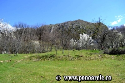 Steiul Ponorii